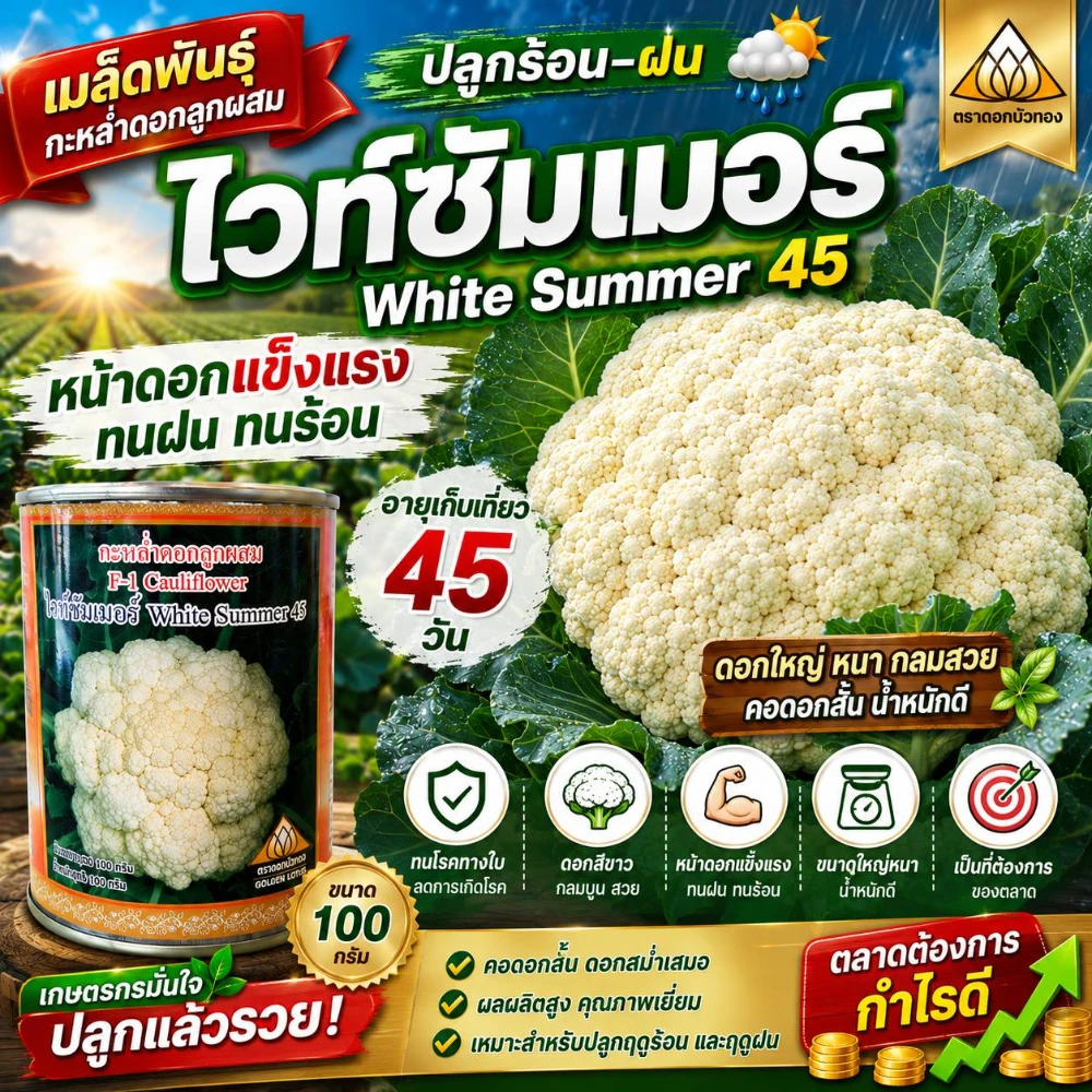 เมล็ดพันธุ์กะหล่ำดอกไวท์ซัมเมอร์ (ตราดอกบัวทอง) ขนาด 100 กรัม